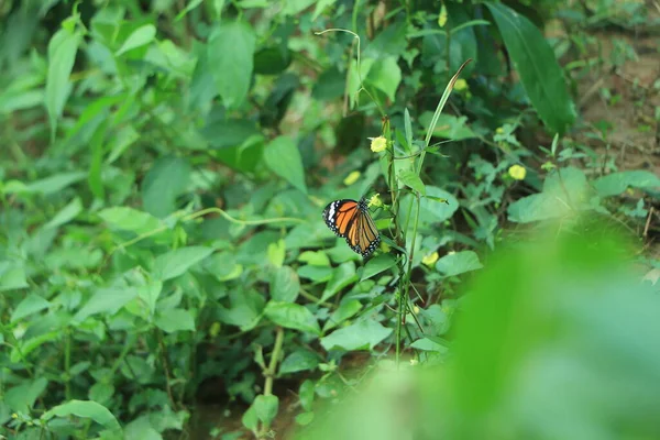 Monarca Danaus Plexippus Farfalla Nell Habitat Naturale Bell Insetto Dal — Foto Stock