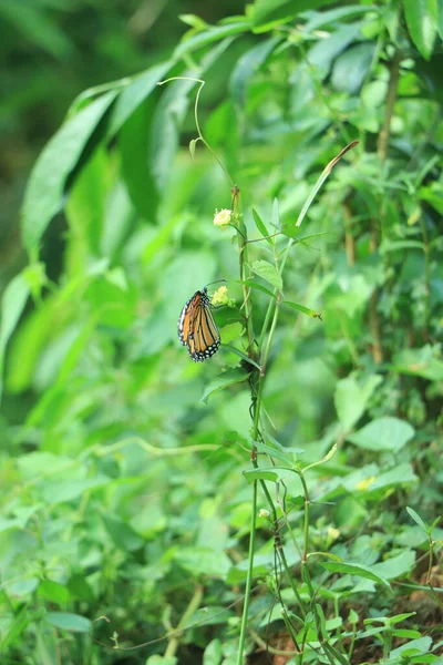 昆虫の羽の上に白と黒の色のパターンを持つ一般的なタイガーやダナウス属 オレンジ 自然の緑の背景を持つフィールド内の花の上に蜜を求めるモナーク蝶 — ストック写真
