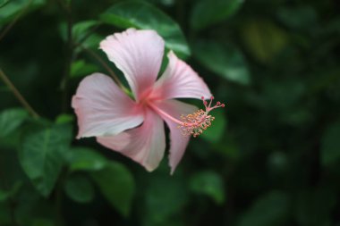 Hibiscus rosa-sinensis Malezya 'nın ulusal çiçeği