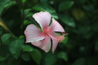 Close up of Hibiscus rosa-sinensis, known colloquially as Chinese hibiscus is widely grown as an ornamental plant in the tropics and subtropics.