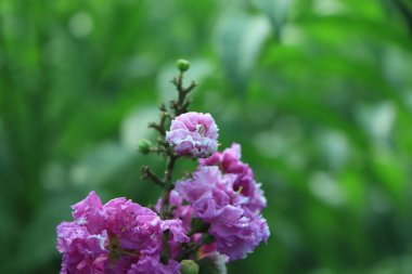 crape myrtle (crepe myrtle) çiçekleri, yeşil bokeh arka plan ile yakın plan