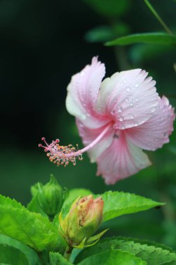Hibiscus rosa-sinensis Malezya 'nın ulusal çiçeği