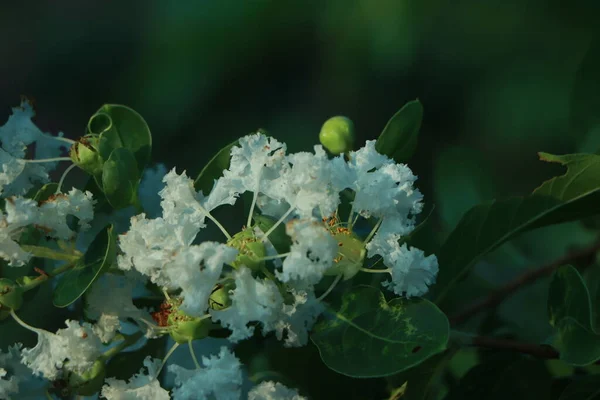 White Crepe Myrtle Bloom — Stock Photo, Image