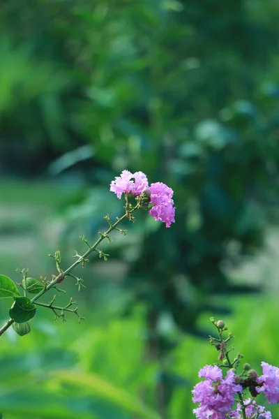 Bangladeş Teki Tarım Bahçesinde Kırmızı Krep Myrtle Çiçeği — Stok fotoğraf