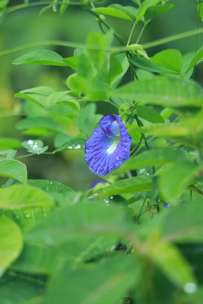 Clitoria Ternatea 也称为蝴蝶豌豆花 用于食品着色 — 图库照片