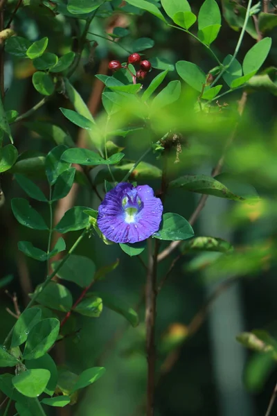 Clitoria Ternatea Kwiat Lub Znany Również Jako Bunga Talang Języku — Zdjęcie stockowe