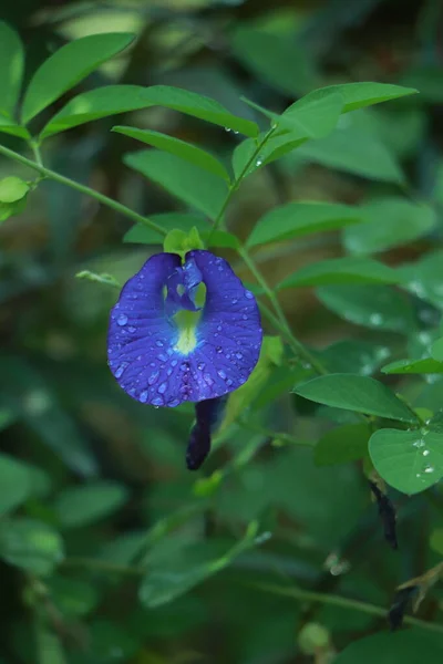 Butterfly Pea Flower Rainy Season — Stock Photo, Image