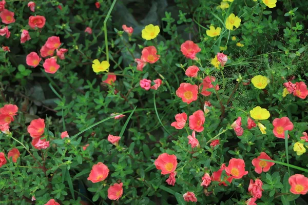 Piękny Różowy Czerwony Kwiat Portulaca Oleraceae — Zdjęcie stockowe