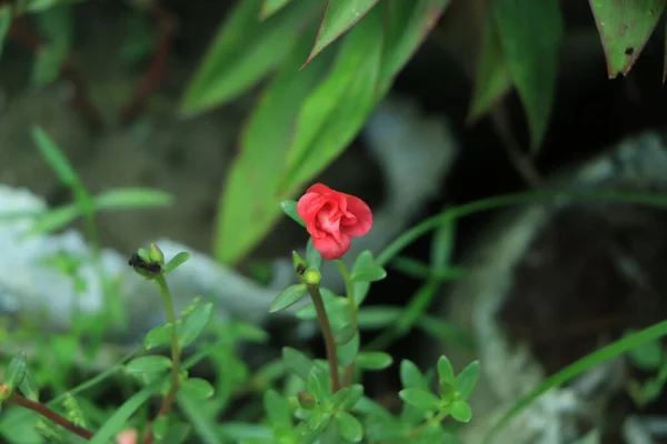 Portulaca Kwiat Tło Widok Góry — Zdjęcie stockowe