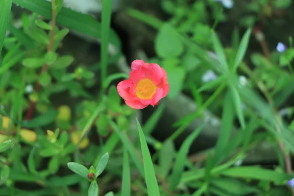 Portulaca Blume Blüht Einem Garten — Stockfoto