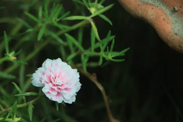 Portulaca grandiflora (Portulaca, Moss Rose, Sun plant, Sun Rose)