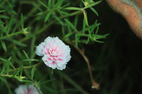 在花园里生长着美丽的波图拉卡大花的特写镜头 — 图库照片