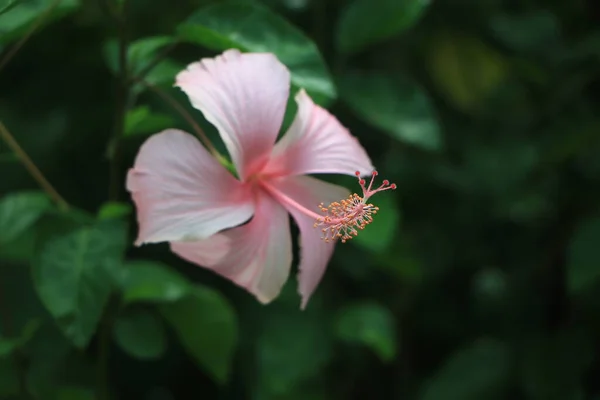 Hibiscus Rosa Sinensis Malezya Nın Ulusal Çiçeği — Stok fotoğraf