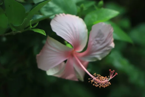 Hibiscus Rosa Pembe Background Flower Summer Isolated Nature Leaf Floral — Stok fotoğraf