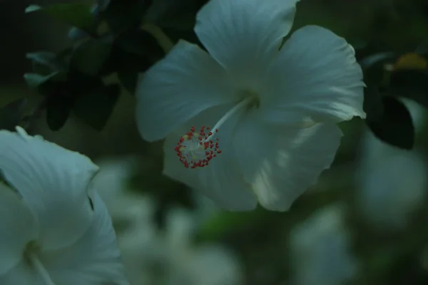 Virágzó Rózsaszín Hibiszkusz Virág Pisztoly Tűzhely Vett Tetőkertben — Stock Fotó
