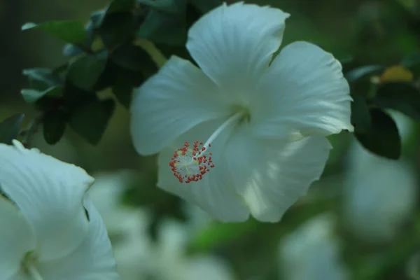 Pembe Amber Çiçeği Islaktır Sabah Bahçesinde Yakından Çekilir — Stok fotoğraf
