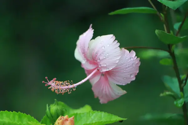 Zbliżenie Różowy Kwiat Hibiskus Kropelkami Wody Tle Zielonych Liści — Zdjęcie stockowe