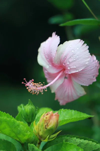 Hibiscus Rosa Sinensis Kwiat Narodowy Malezji — Zdjęcie stockowe