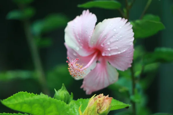 Close Pink Flower Hibiscus Water Droplets Green Leaves Background — Stock Photo, Image