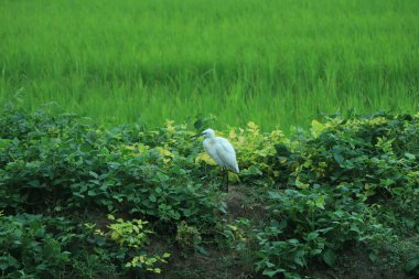 Beyaz balıkçıl yeşil çimlerde oturuyor.