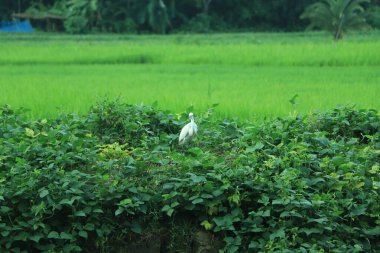 Beyaz balıkçıl tuzlu bataklıkta