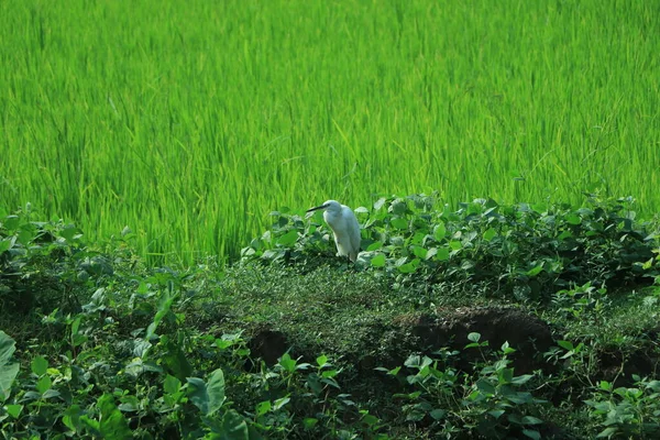 Ardea alba beyaz balıkçıl portresi