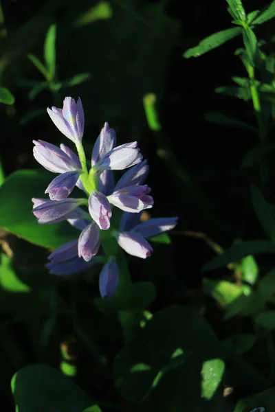 紫色水仙花开在花朵的近缘背景 — 图库照片