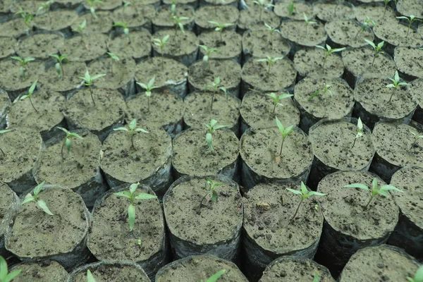Plantas Jovens Saco Plástico Preto Pequeno Antes Transplante — Fotografia de Stock