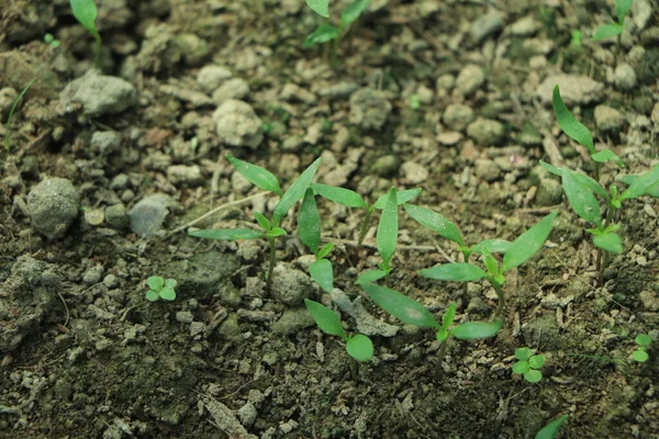 Дитячі Рослини Ростуть Послідовності Проростання Родючому Грунті Природним Зеленим Фоном — стокове фото