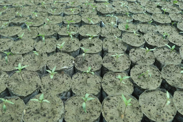 Seedlings are grown in the nursery bags.