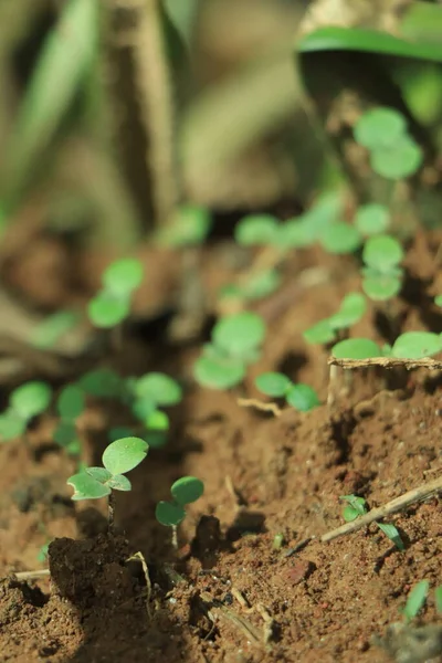 Young Plant Growing Sunlight Konzept Der Globalen Erwärmung — Stockfoto