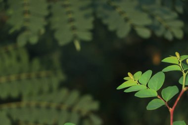 Kopya alanı olan Breynia bitki arkaplanı