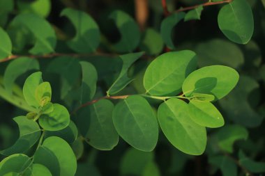 Seçici odak noktasında Breynia retusa bitkisi