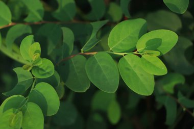 Seçici odak noktasında Breynia retusa bitkisi