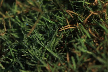 Yeşil çimenlere su damlası