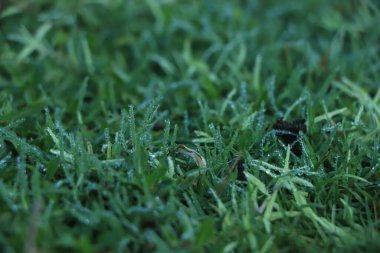 Yeşil çim arka planda çiy