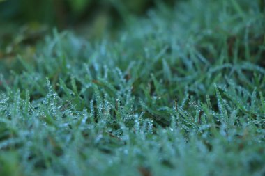 Yeşil çimen arka planında çiy damlası