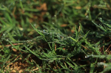 Yeşil çimen arka planında çiy damlası