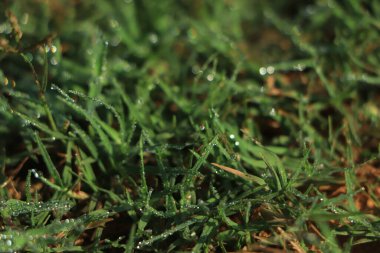 Yeşil çimen arka planında çiy damlası