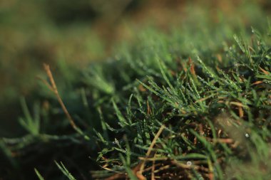 Sabah çiğ ile yeşil çimen