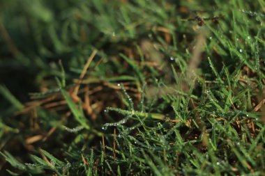 Kışın yeşil çimlere su damlıyor.