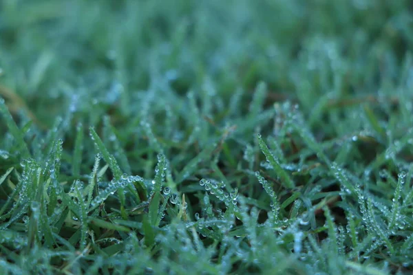 Water Drop Green Grass — Stock Photo, Image