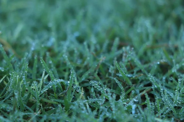 绿草上的水滴 — 图库照片