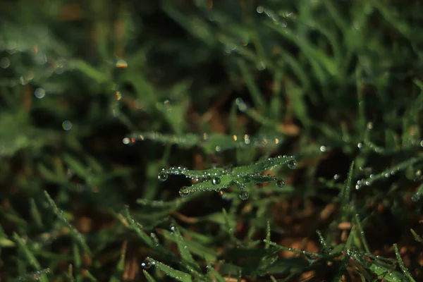Капля Воды Траве Зимой Утром — стоковое фото