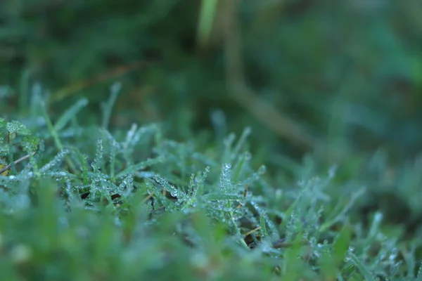 绿草背景上的露水 — 图库照片