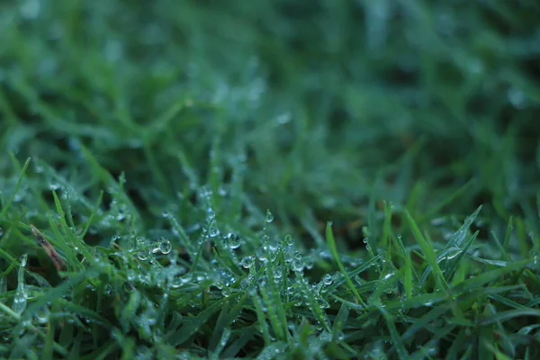 Dew Drop Green Grass — Stock Photo, Image