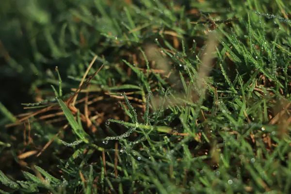 Sabah çiğ ile yeşil çimen