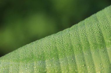 yağmur suyu muz ağacı yaprağına düşer.