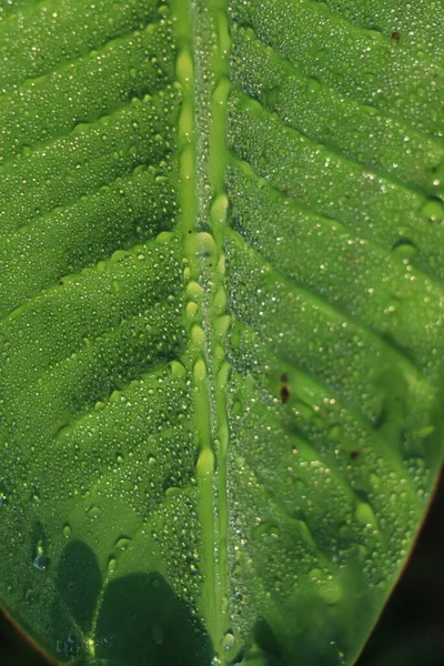 Folha Banana Verde Com Gota Água — Fotografia de Stock