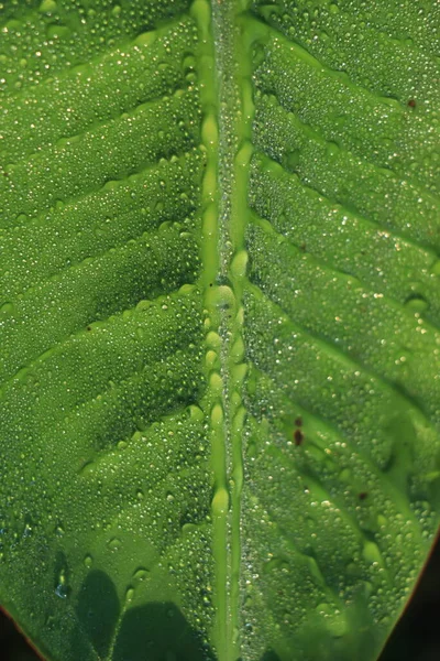 Капли Дождевой Воды Листьях Банановых Деревьев — стоковое фото